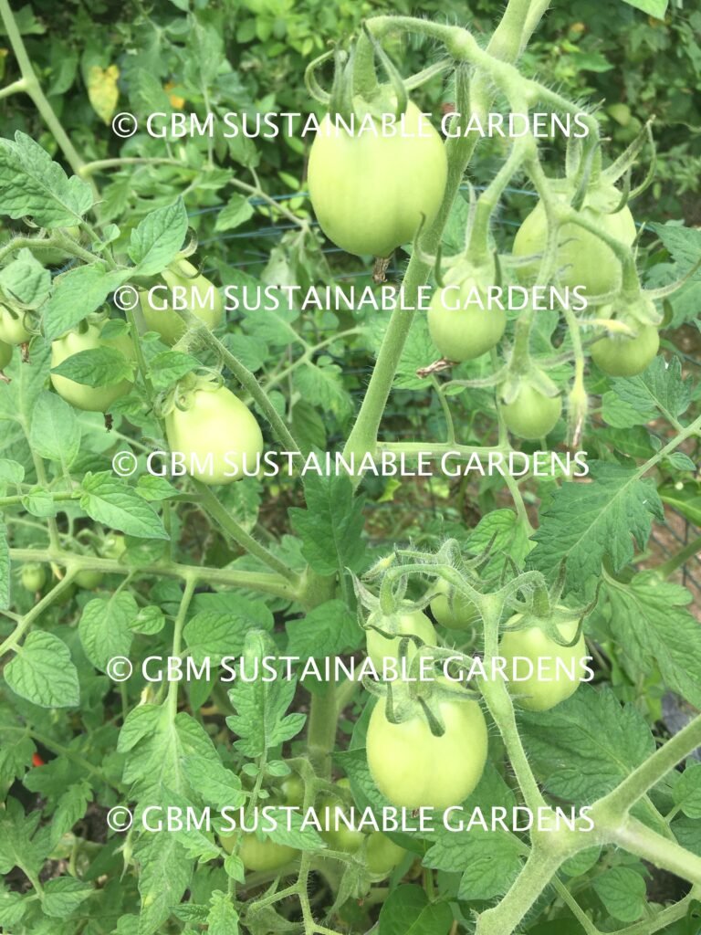 Coronavirus: Gardening to Kombucha - Tomatoes